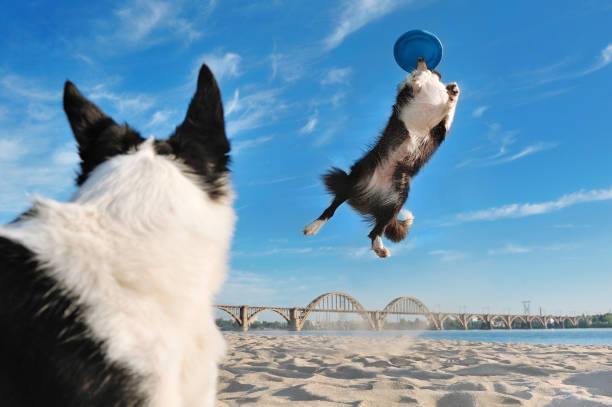 istock Border collie jumping for a flying plate at the beach 1419595778