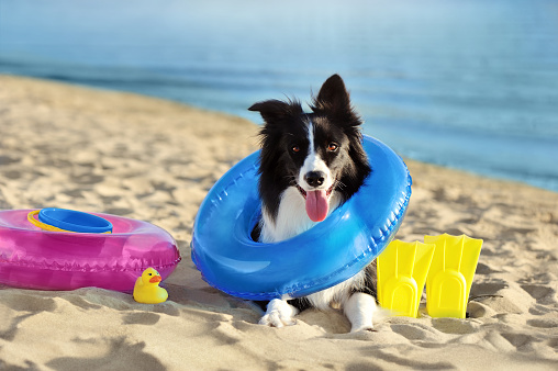 Border collie with a swimming ring aroung the neck