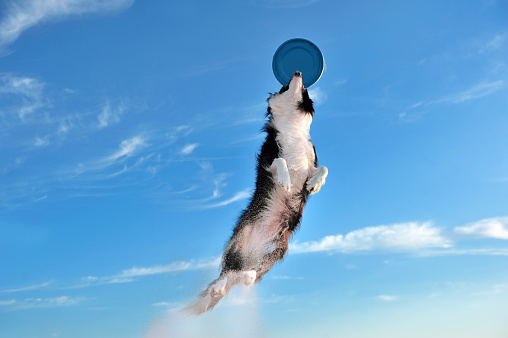 Dog jumping high for a flying disk toy