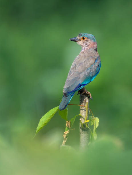 Indian Roller Bird Indian Roller Bird Photo coracias benghalensis stock pictures, royalty-free photos & images