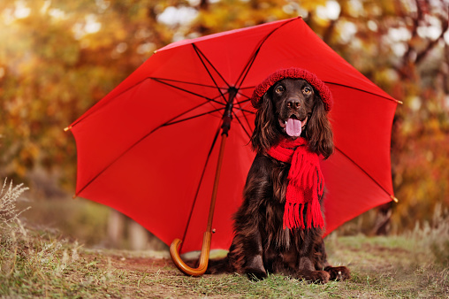 Little english spaniel under red umbrella in the forest