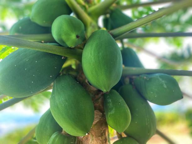 istock the papaya fruit on it is beautiful 1419597156