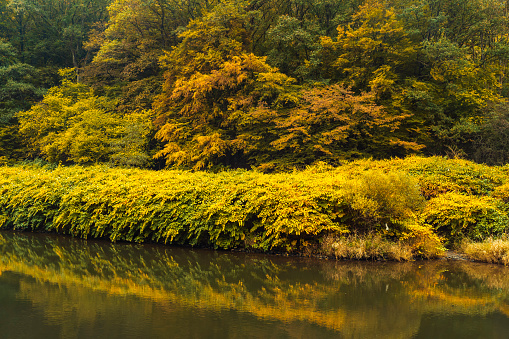 View of pond and colorful foliage of autumn season with Mallard Duck.