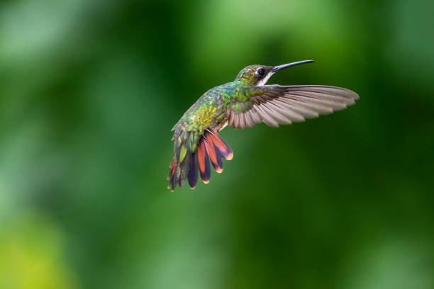 istock Tropical hummingbird hovering in the rainforest with her orange tail flared. 1419601883