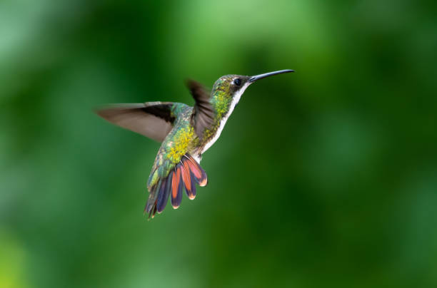 istock Tropical hummingbird hovering in the rainforest with her orange tail flared. 1419601902