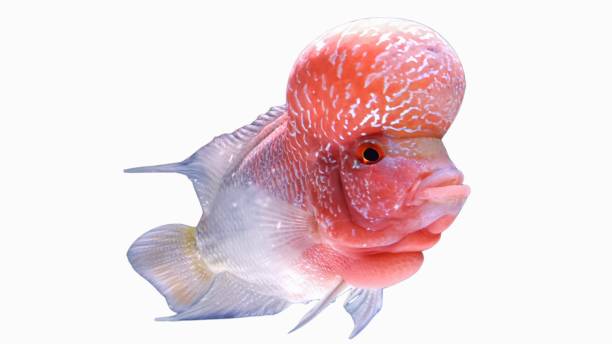 istock flowerhorn cichlid male 1419603637