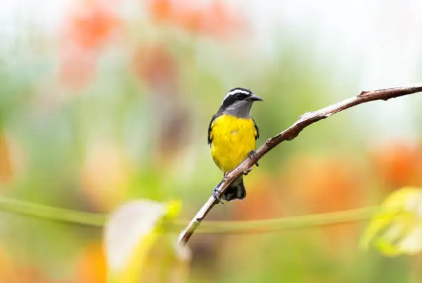 Bright photo of a Bananaquit, Coereba flaveola, perching on a branch in a garden with a blurred colorful background.