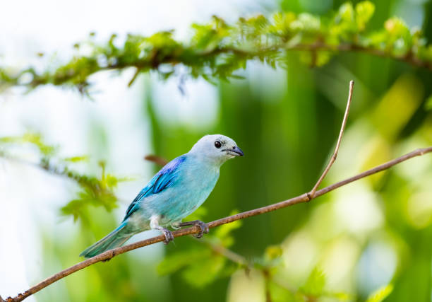 istock Tropical Blue-gray Tanager perched on a branch in a garden 1419604047