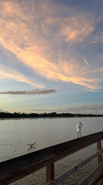 istock GOOD MORNING SUNRISE 1419604601