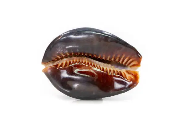 Photo of Mauritia mauritiana, common names the humpback cowry, chocolate cowry, mourning cowry and Mauritius cowry, is a species of tropical sea snail, a cowry, a marine gastropod mollusc in the family Cypraeidae, the cowries