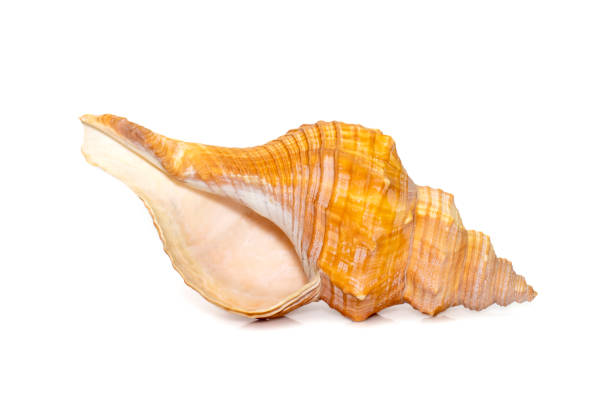 Image of Trapezium Horse Conch / Striped Fox Conch seashell (Pleuroploca trapezium) isolated on white background. Undersea Animals. Sea Shells. stock photo