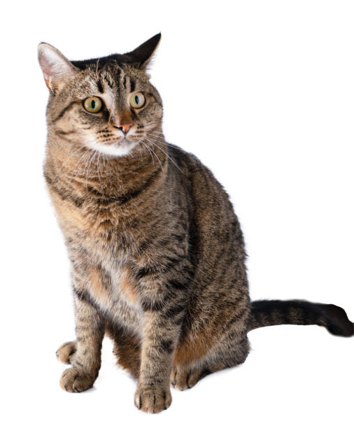 istock European cat isolated on white. 1419605922