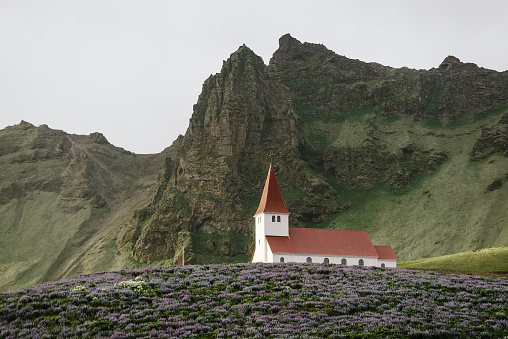 Church on a hill in the Vik town and blooming lupines in Iceland
