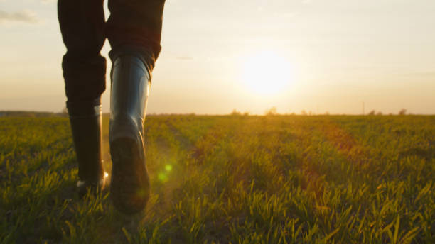 Farmer walks through a young wheat green field during sunset. Bottom view of a man walking in rubber boots in a farmer's field at sunset. Human walking on agriculture field stock photo