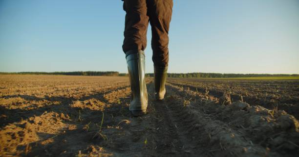 Low angle: man walking in rubber boots in a farmer's field, the blue sky above the horizon. Man walking through an agricultural field. Farmer walks through a plowed field in early spring. stock photo