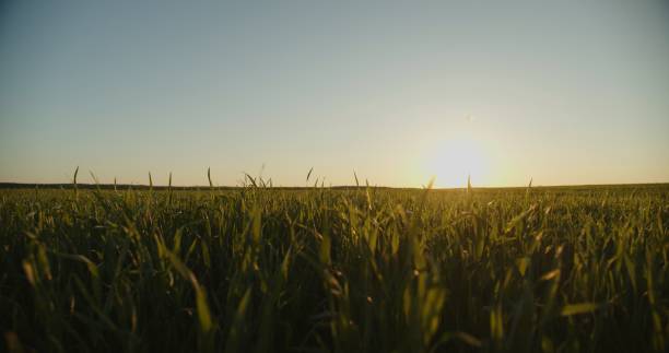 istock Slow motion low angle view to the green  young wheat field while sunset.  Agriculture wheat field  over blue sky, horizon line with a sun. 1419606929