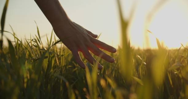 Human  man's hand moving through green field of the grass. Male hand touching a young  wheat  in the wheat field while sunset.   Boy's hand touching wheat during sunset. stock photo