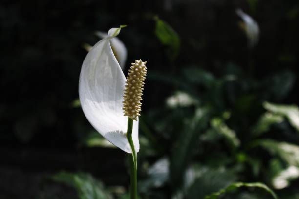 istock Beauty in nature 1419607533