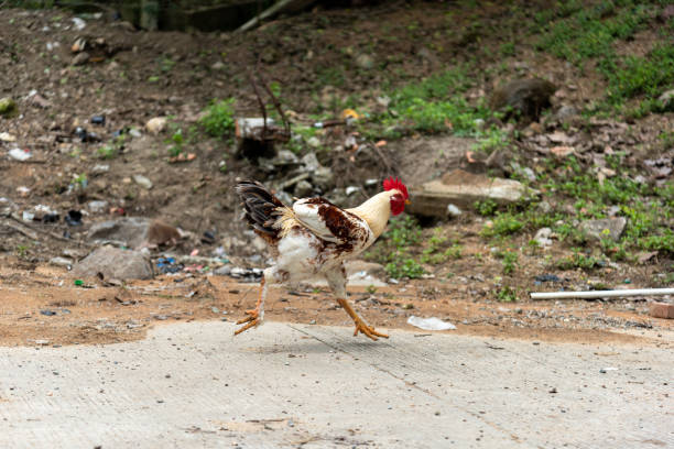 Young white and brown rooster running in a yard in Colombia.