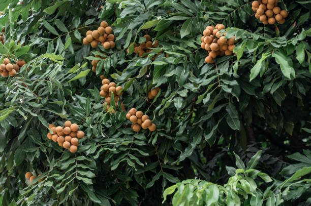 ロンガンの木の濃い緑色の葉はロンガンの果実で覆われています - longan ストックフォトと画像