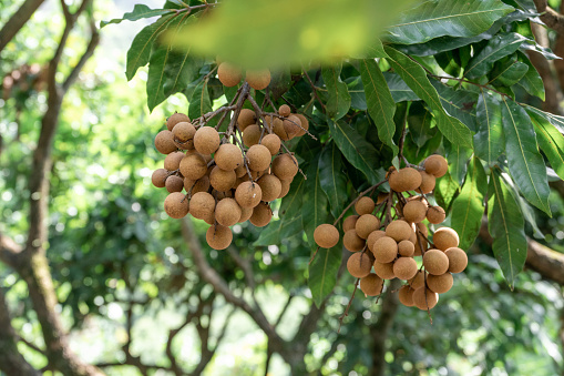 The ripe tropical fruit longan hangs on the tree