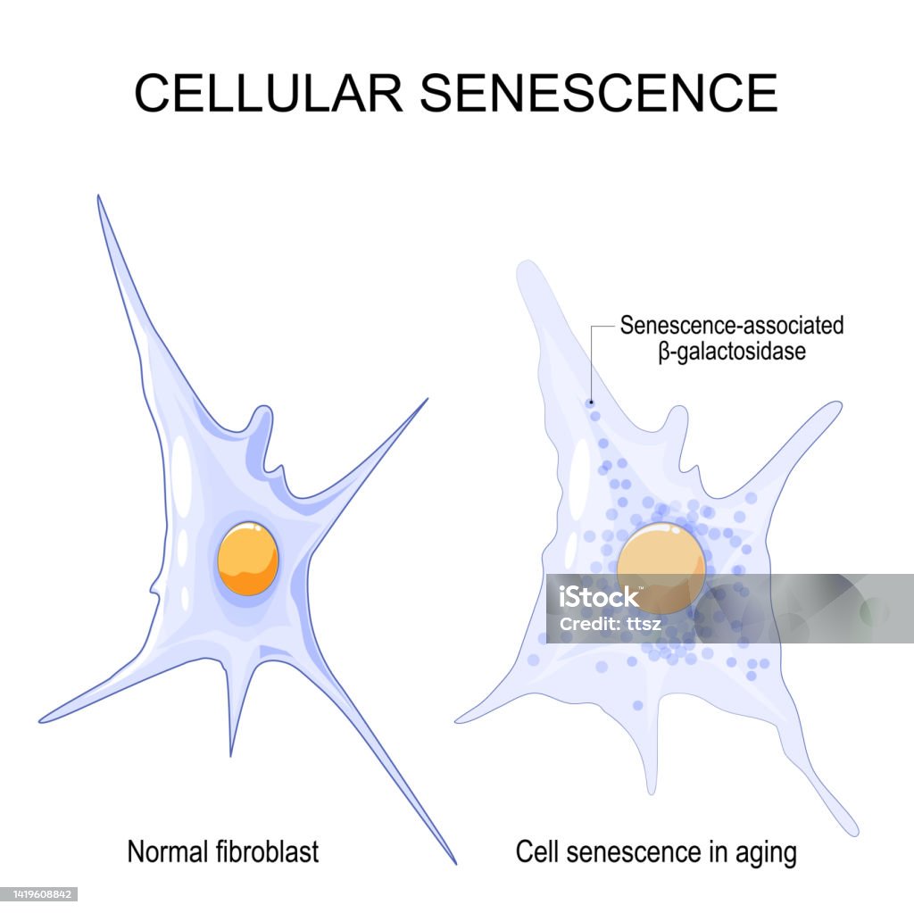 Changes Senescent Cells During Ageing Stock Illustration - Download ...
