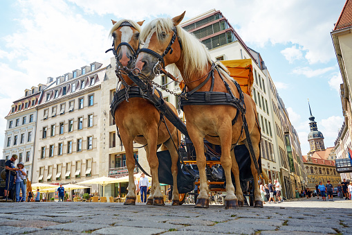 Landau carriages, horses and coachmen getting ready on St. Michael's Square (Michaelerplatz) to carry tourists around the old city in Vienna. The church of St. Michael is visible in the background.