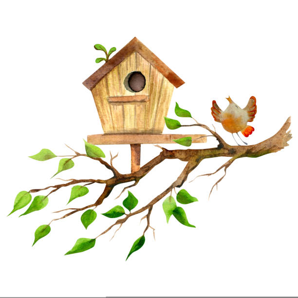 illustrations, cliparts, dessins animés et icônes de aquarelle dessinée à la main nichoir sur une branche d’arbre avec un oiseau, isolé sur fond blanc. design pour cartes, sacs cadeaux, invitations, textile, impression, papier peint, pour enfants - birdhouse wood isolated white background