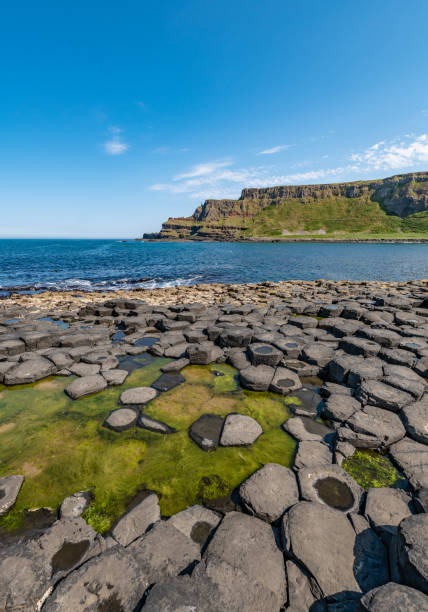 istock Seaweed in a rock pool in Giant's Causeway 1419610881