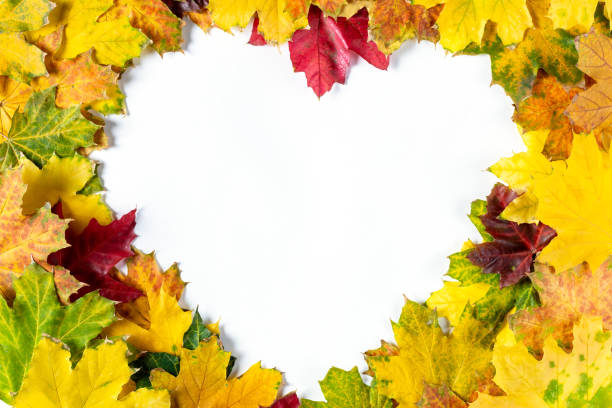 Empty Heart frame of Autumn bright colorful maple leaves on white. Flat lay. Top view with copy space