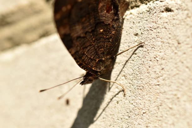 istock Butterfly hives with spread wings sits on a gray wall. 1419611207