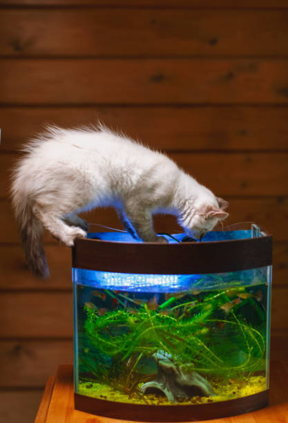 istock Cat fisherman, pet played naughty 1419613293