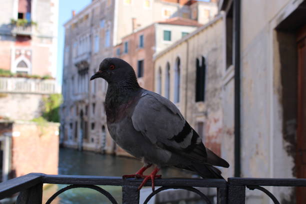 istock A pigeon sits on a railing in Venice, Italy. 1419613359