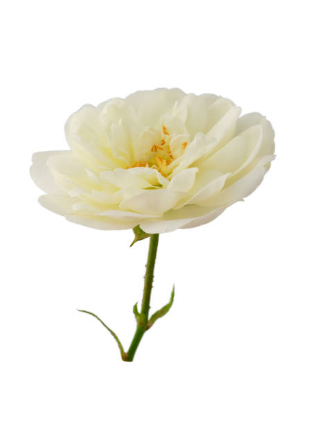istock white rose or rosehip on a stem isolated on a white background 1419614384