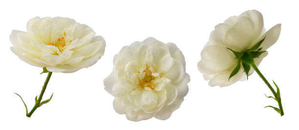 istock white rose or rosehip on a stem isolated on a white background 1419614399