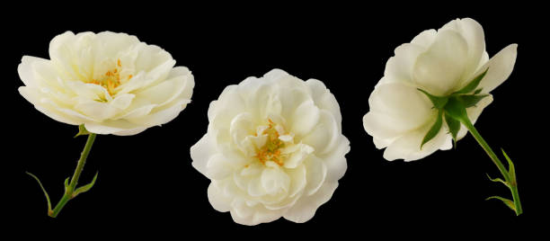 istock white rose or rosehip on a stem isolated on a white background 1419614420