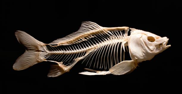 esqueleto de un pez carpa aislado sobre un fondo negro - animal skull animal bone anatomy animal fotografías e imágenes de stock