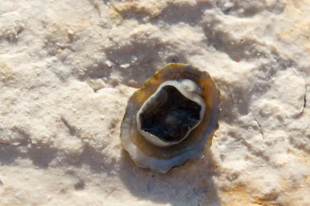 Underside of Patella sea snails, true limpet, Patella caerulea
