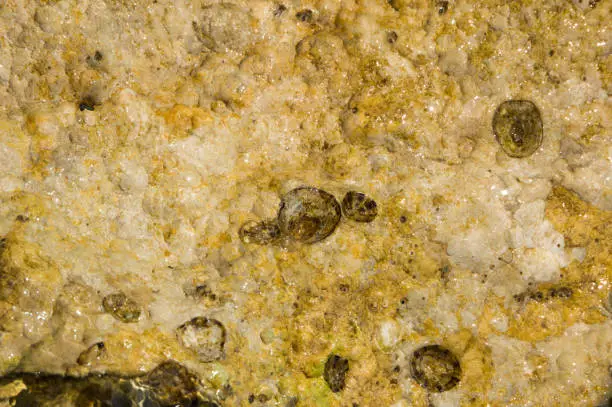 Patella sea snails attached on the sea rock