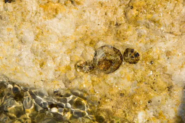 Patella sea snails attached on the sea rock