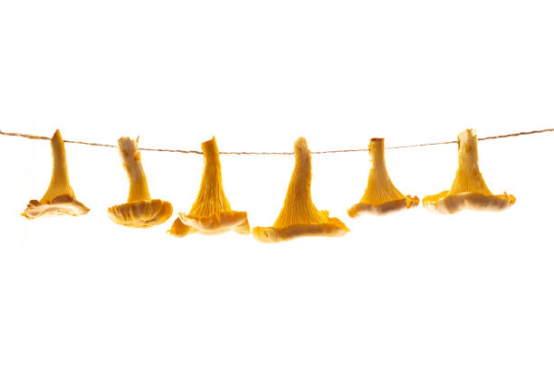 istock Golden Chanterelle mushrooms hanging on a rope 1419619829