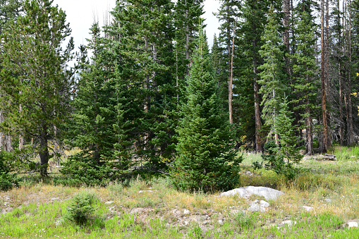 Medicine Bow Mountains USA- August 24, 2021: Pine trees dominate the landscape in the Medicine Bow Mountains of Wyoming. This group of pines can easily withstand the harsh winter weather atop Medicine Bow Mountain.