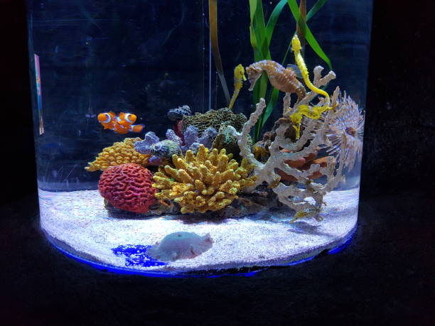 istock Life in Aquarium 1419621944