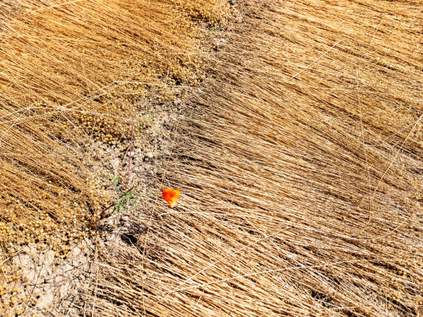 Flax before harvest in France