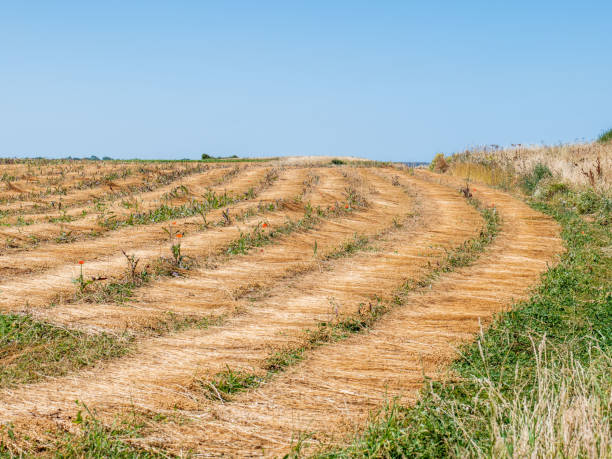 Flax before harvest in France