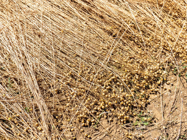 Flax before harvest in France