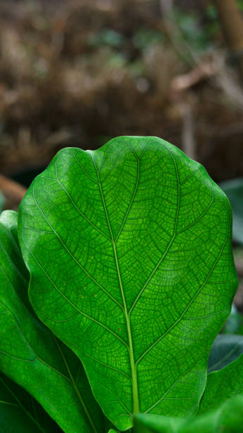 istock Green leaves pattern background, Natural background and wallpaper 1419622051