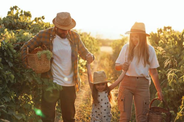 coppia felice di agricoltori che raccolgono l'uva dal loro vigneto - family grape foto e immagini stock