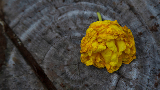 Wilted yellow rose lying on piece of wood on a dark background with space for text. Loss, death or sadness concept