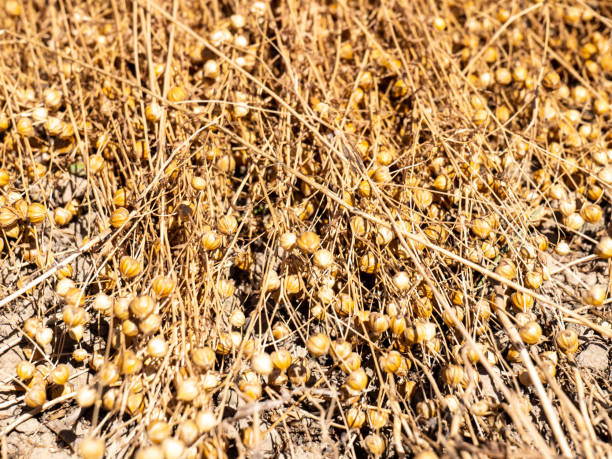 istock Flax before harvest in France 1419625314